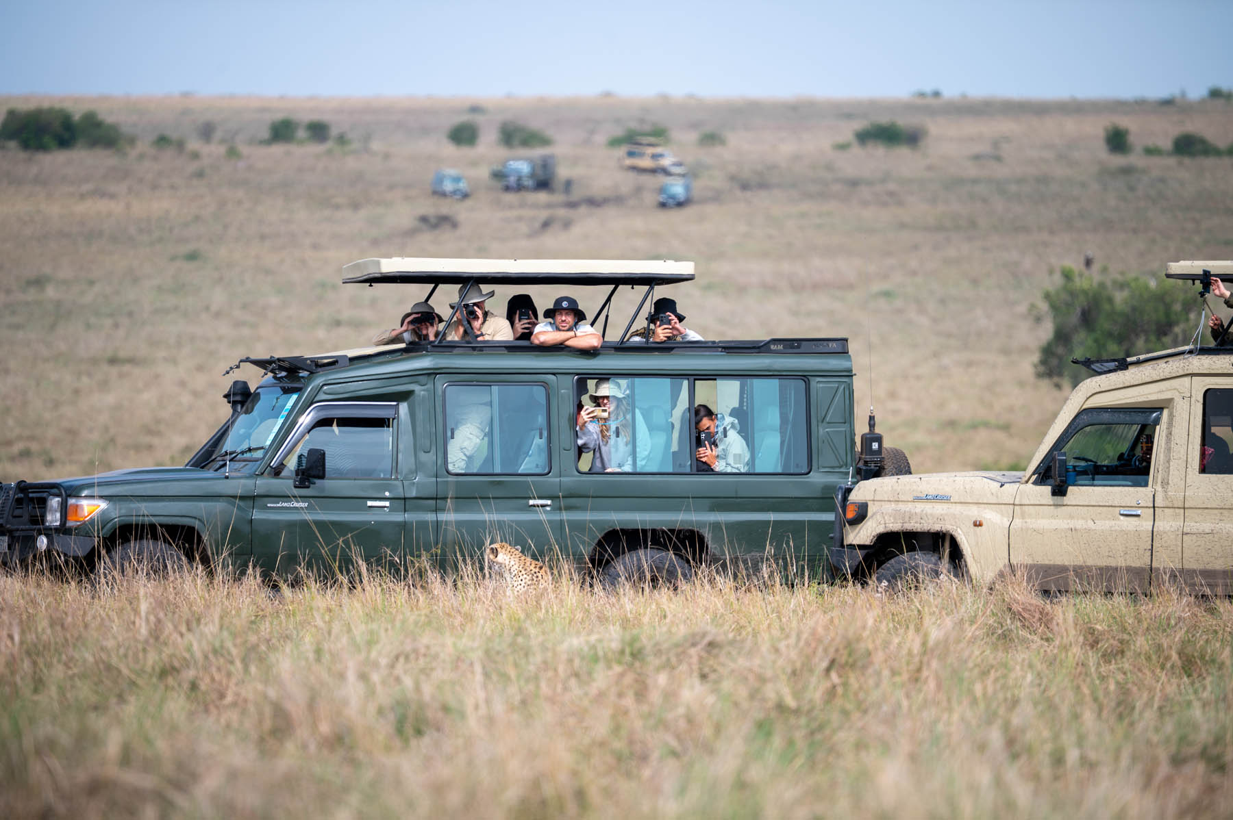 Gepard umzingelt von 4x4 Masai Mara National Reserve