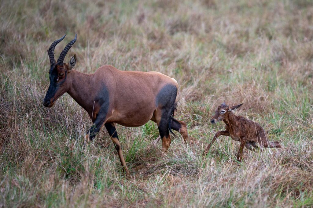Topi Mutter mit frisch geborenem Kaelbchen in Masai Mara Kenia
