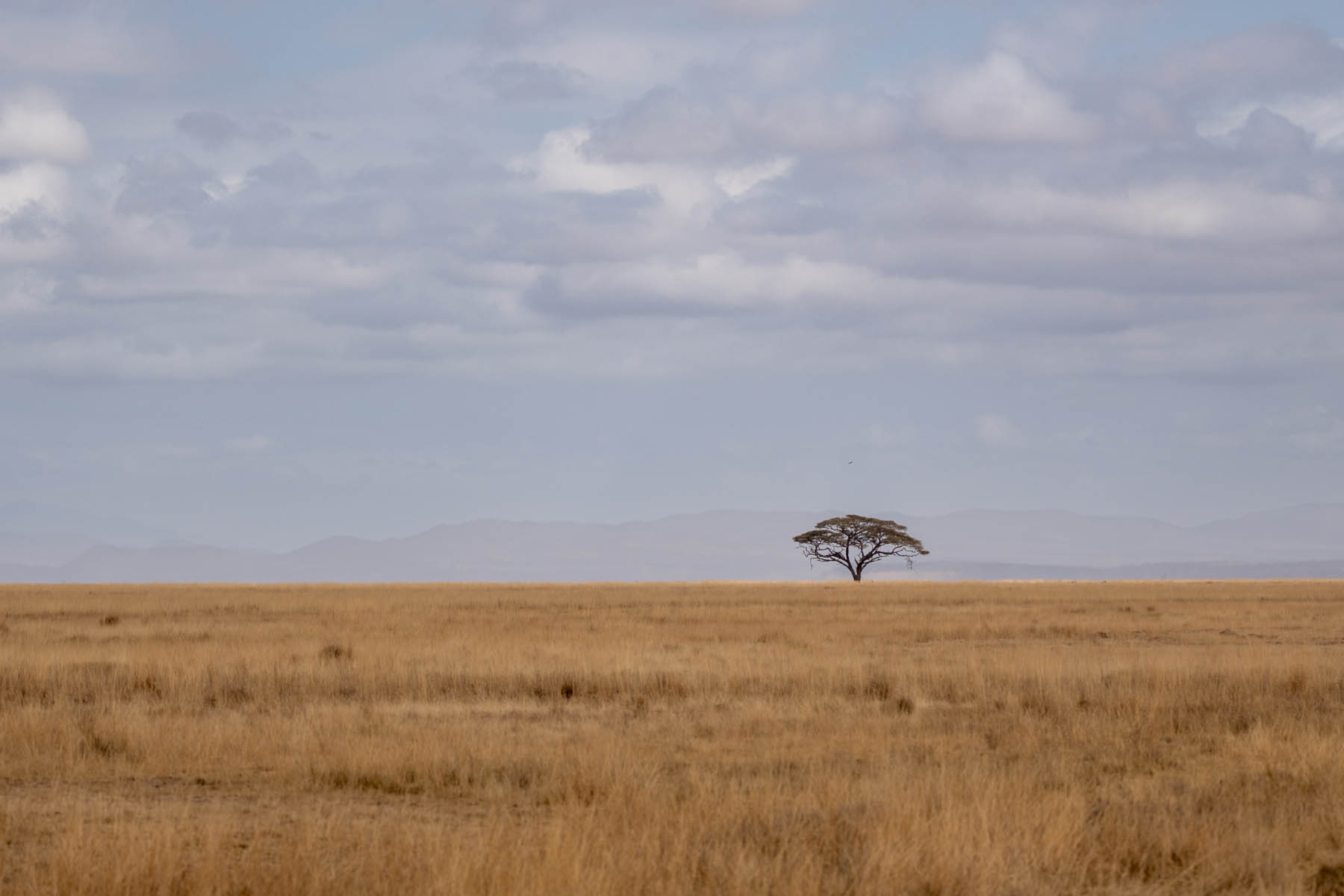 Einsame Akazie im Amboseli Nationalpark Kenia