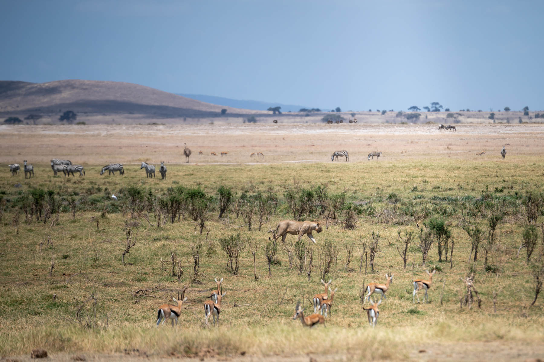 Landschaftsaufnahme mit Tieren im Amboseli Nationalpark Kenia