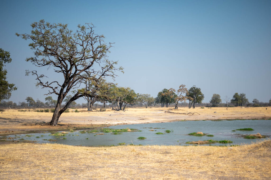 Hwange Nationalpark Simbabwe