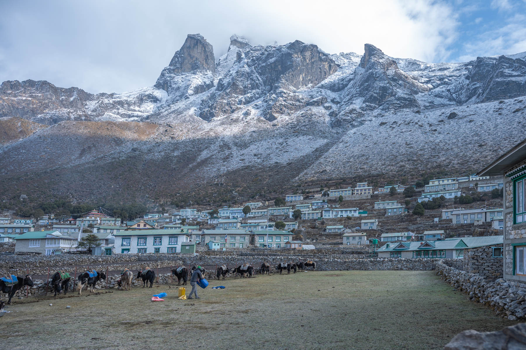 Yaks in Khumjung Nepal