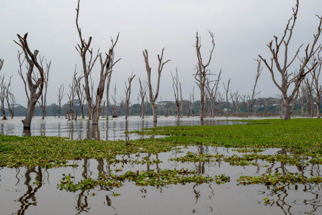 Bäume ragen aus Lake Naivasha Kenia