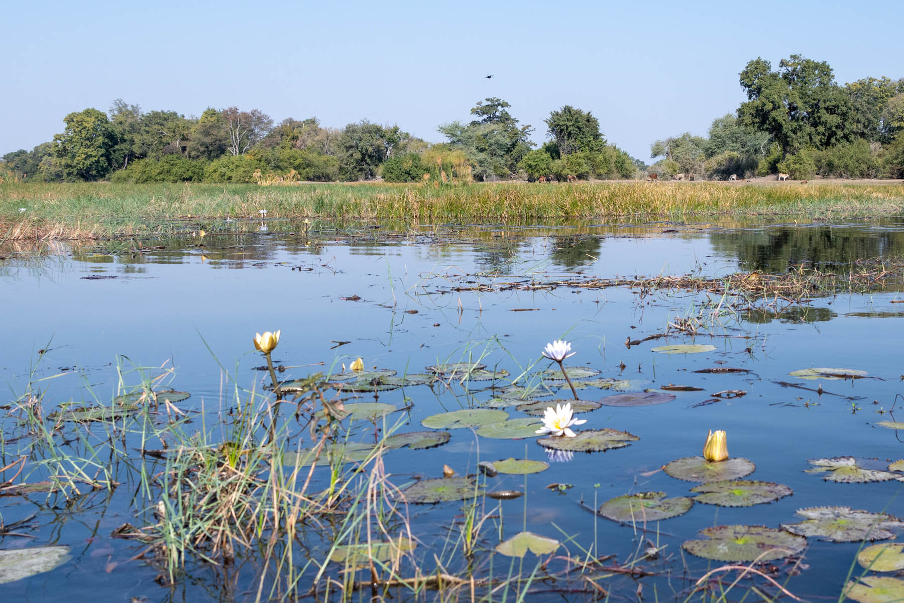Seerosen Okavango Delta Namibia