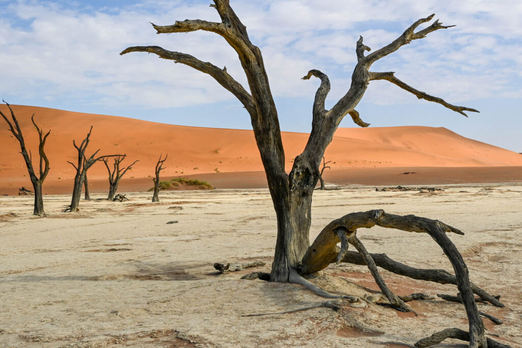 Abgestorbener Baum Sossousvlei Namibia