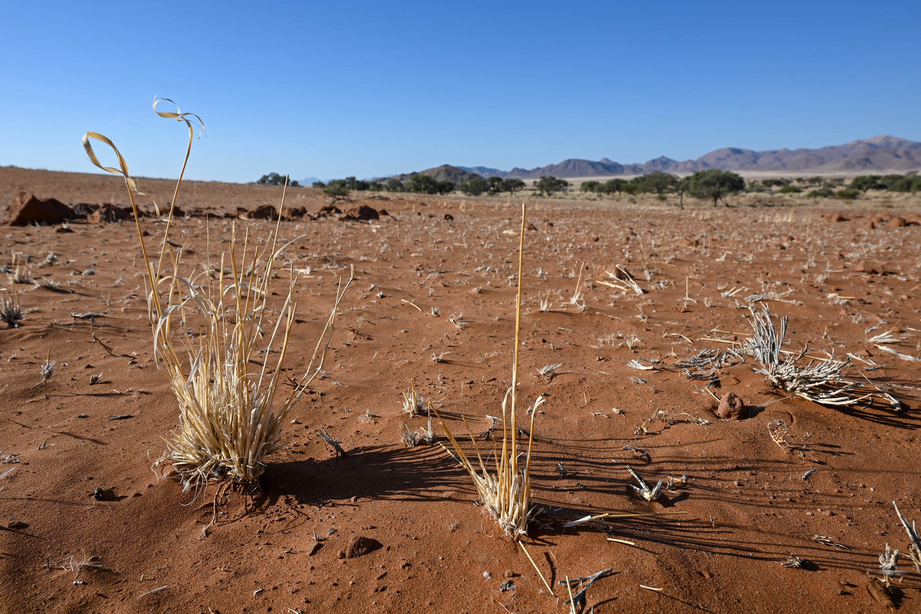 Grashalm Namib-Naukluft-Nationalpark Namibia