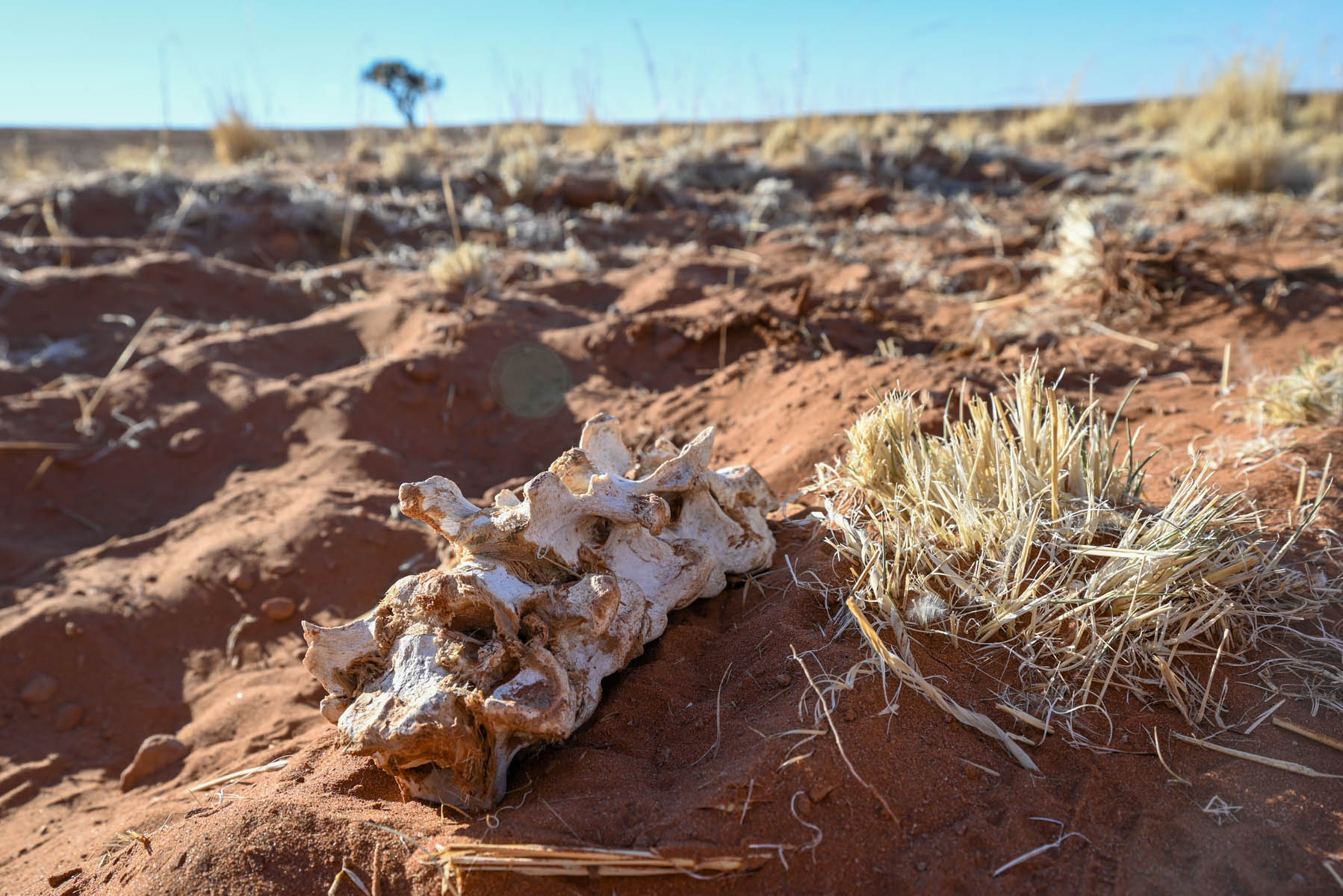 Knochenrest in Wüste Namib-Naukluft-Nationalpark Namibia