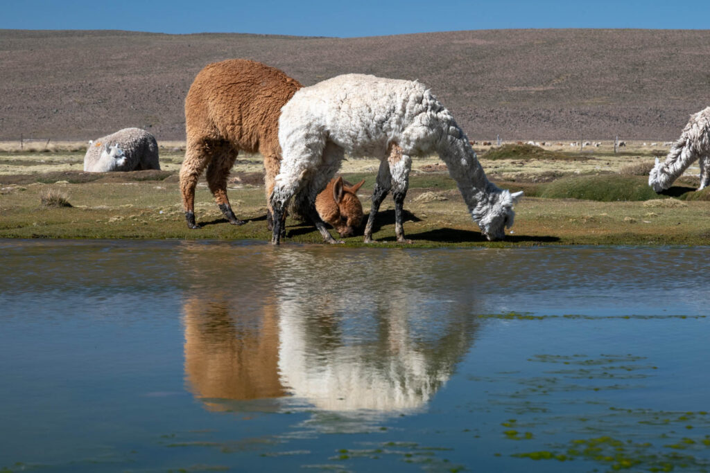 Alpakas grasen auf Hochebene in Peru