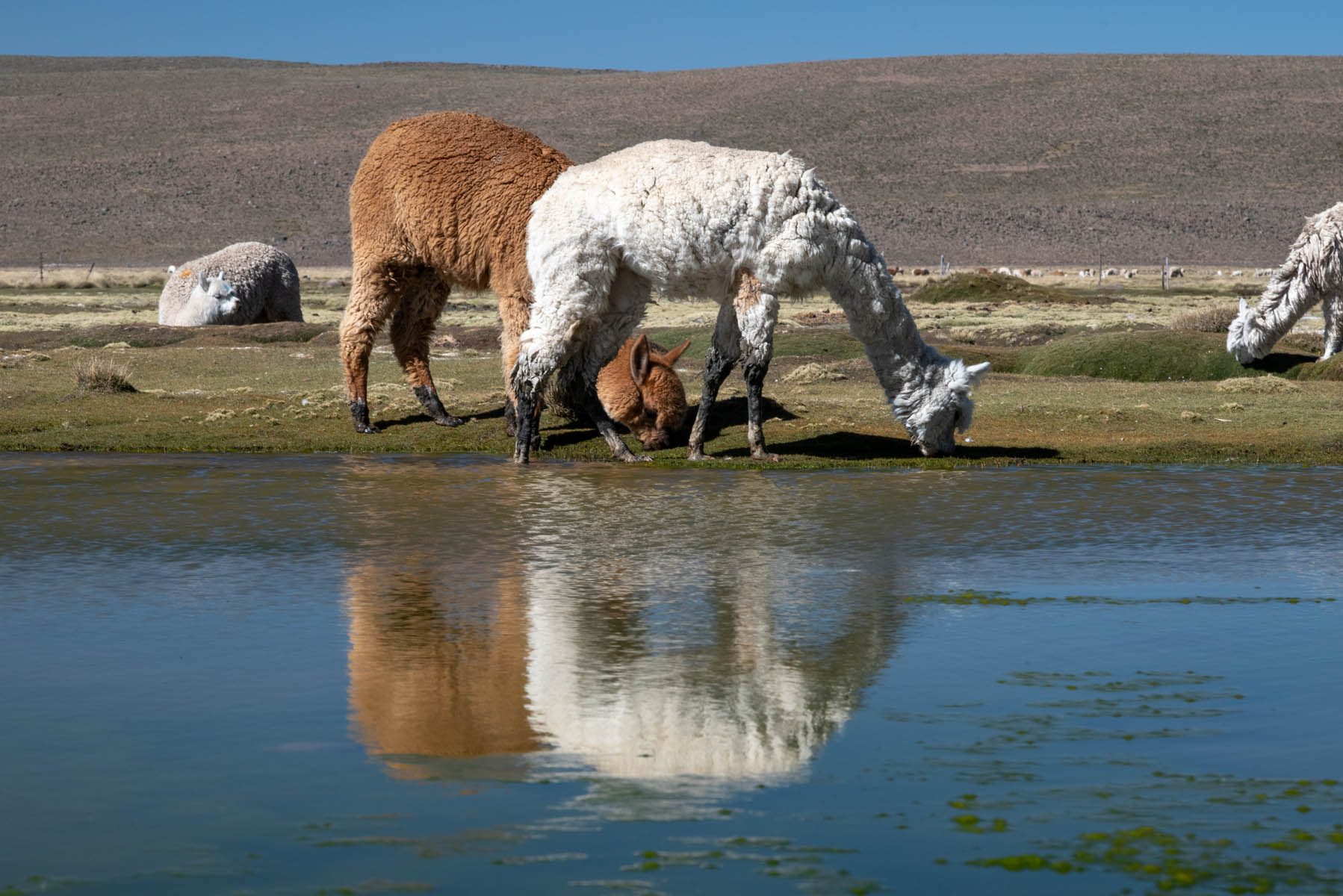 Alpakas grasen auf Hochebene in Peru