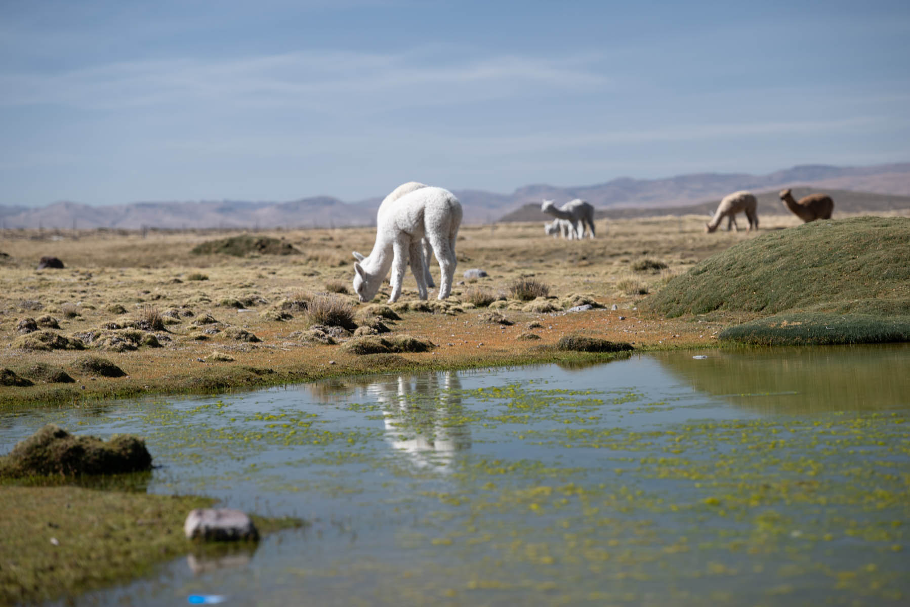 Alpakas grasen auf Hochebene in Peru