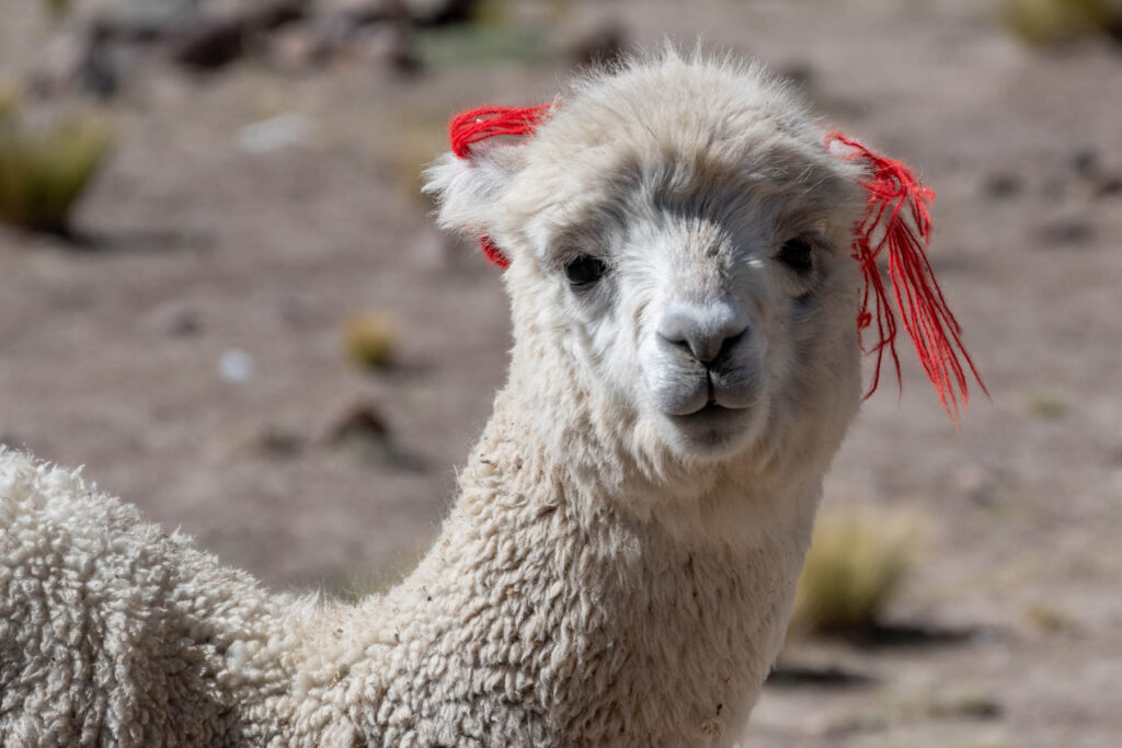 Alpaka auf der Hochebene in Peru