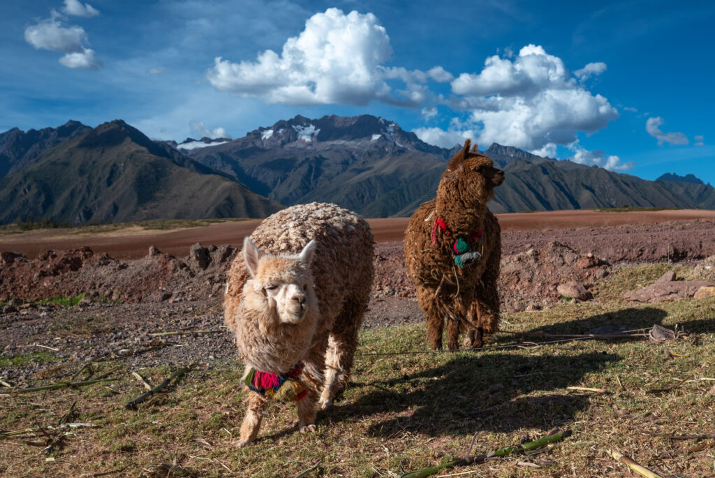 Alpakas in Peru