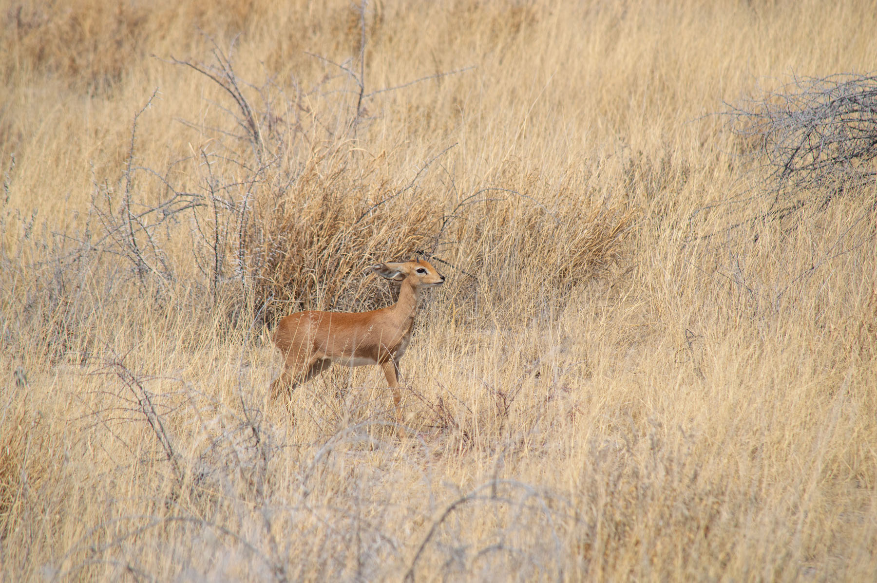 Damara Dikdik Antilope Etosha Nationalpark Namibia