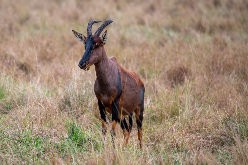 Topi Antilope Masai Mara Kenia