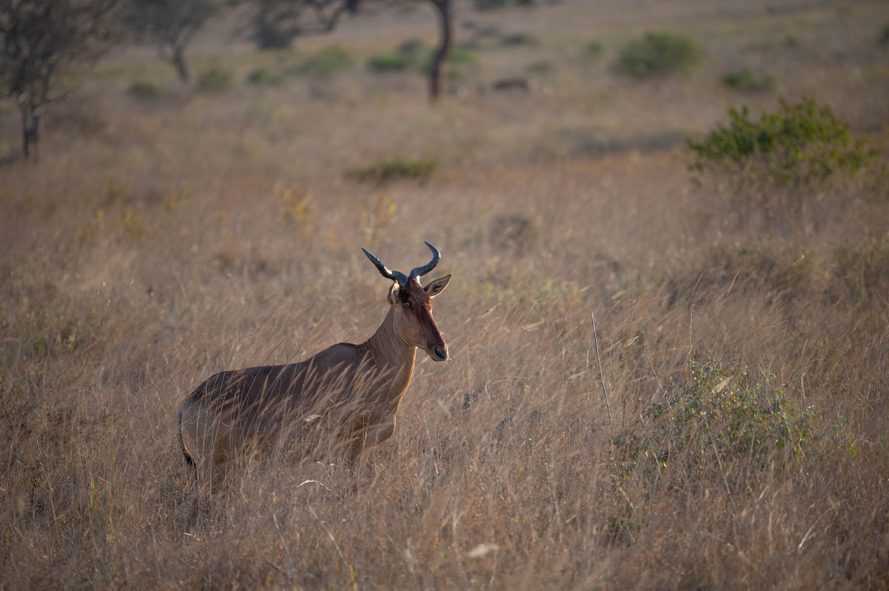 Topi Antilope Taita Hills Kenia