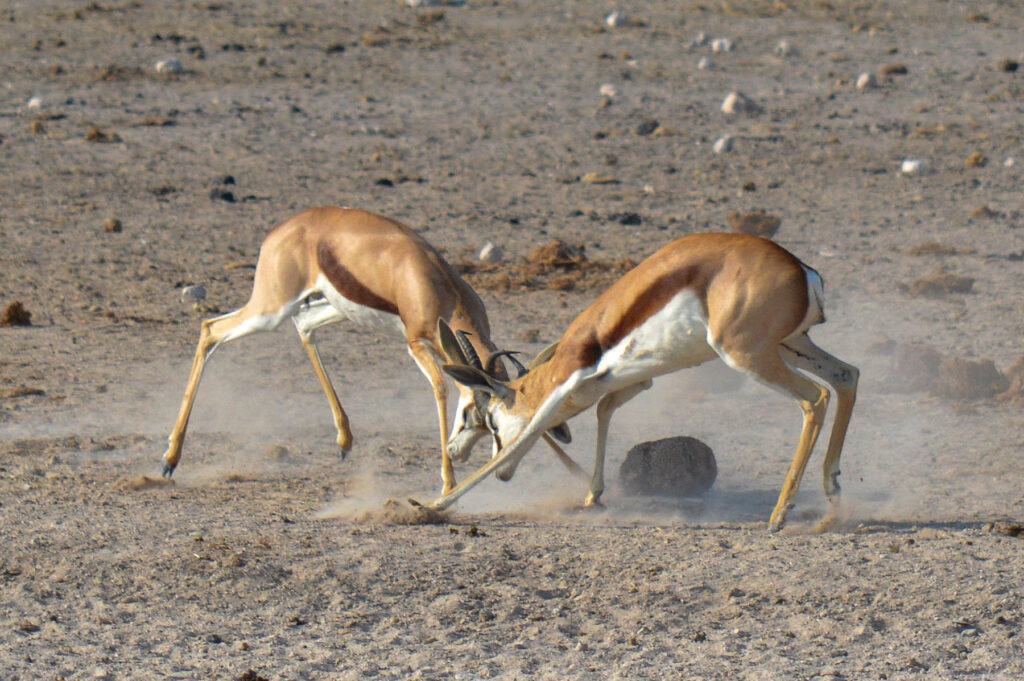 Impala Antilopen Etosha Nationalpark Namibia