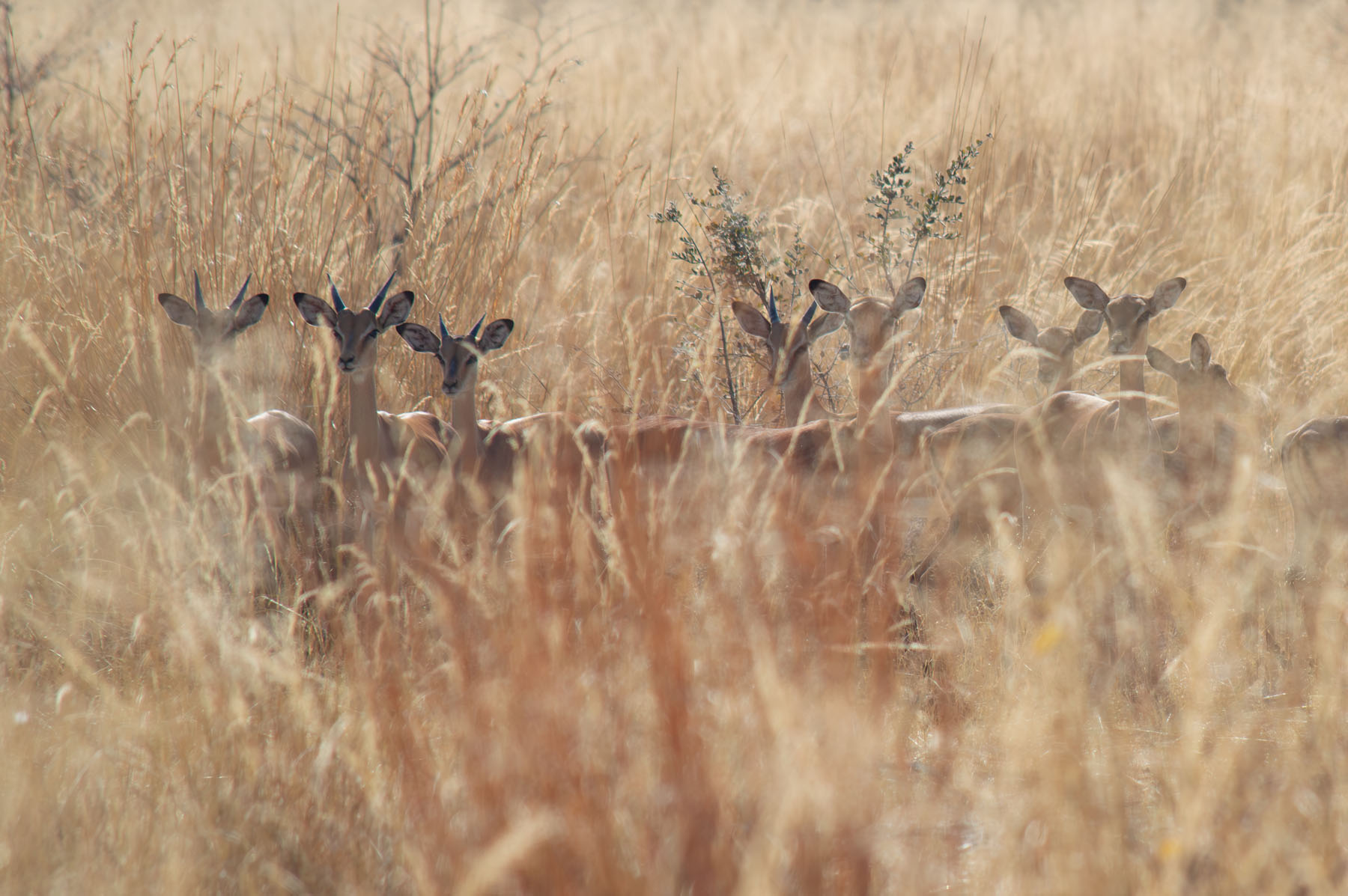 Impala Antilopen Chobe Nationalpark Botswana