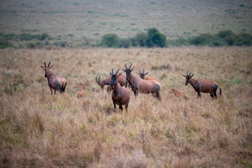 Topi Antilopen Masai Mara Kenia