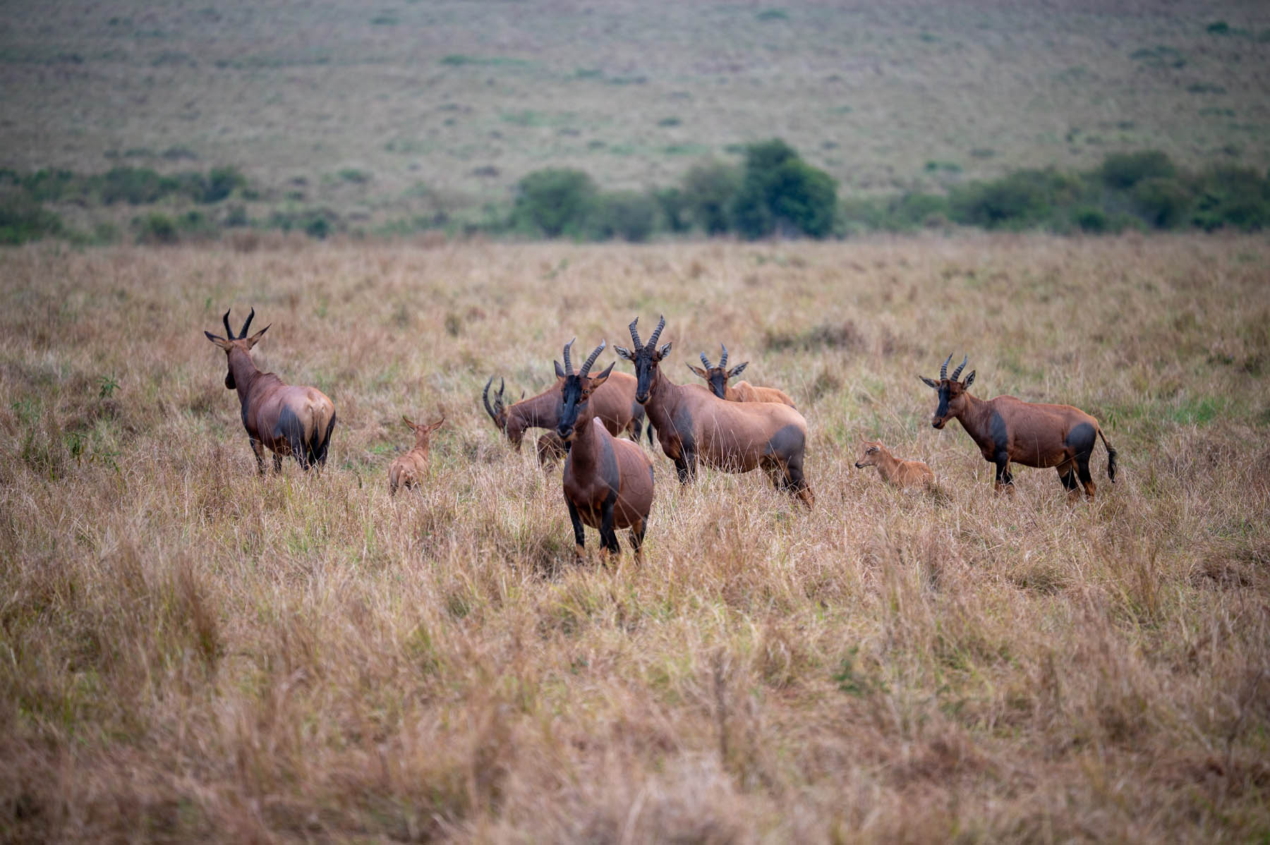 Topi Antilopen Masai Mara Kenia