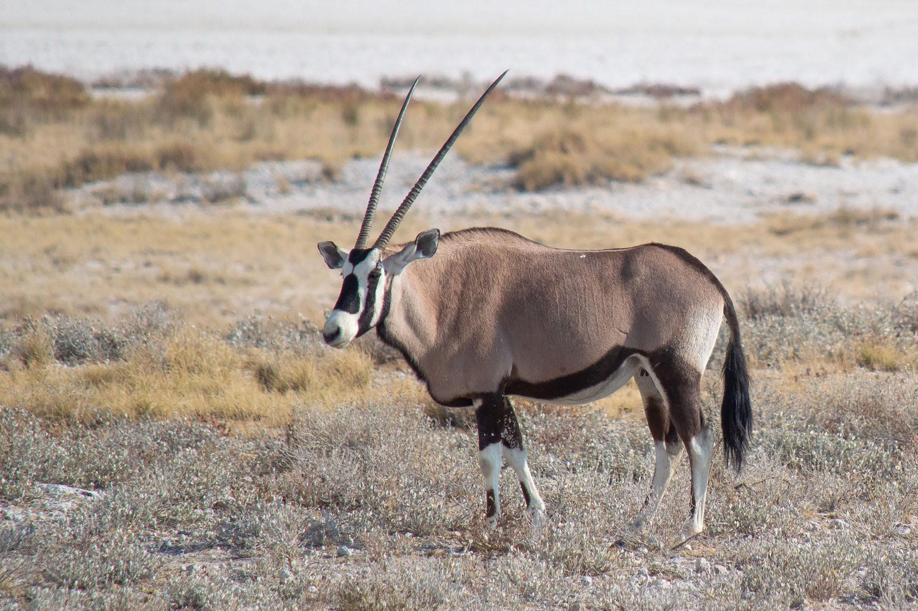 Oryx Antilope Etosha Nationalpark Namibia