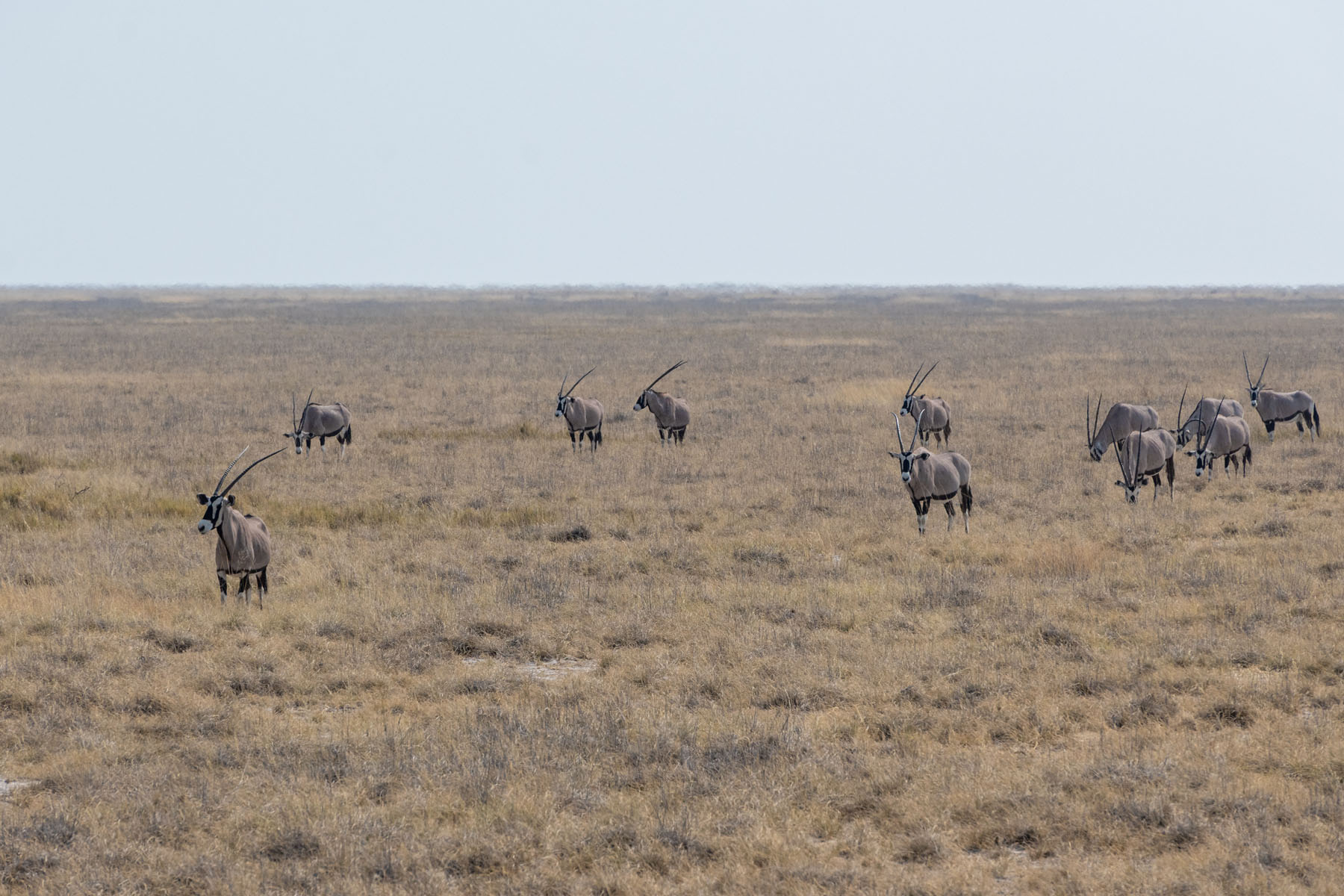 Oryx Antilopen Etosha Nationalpark Namibia
