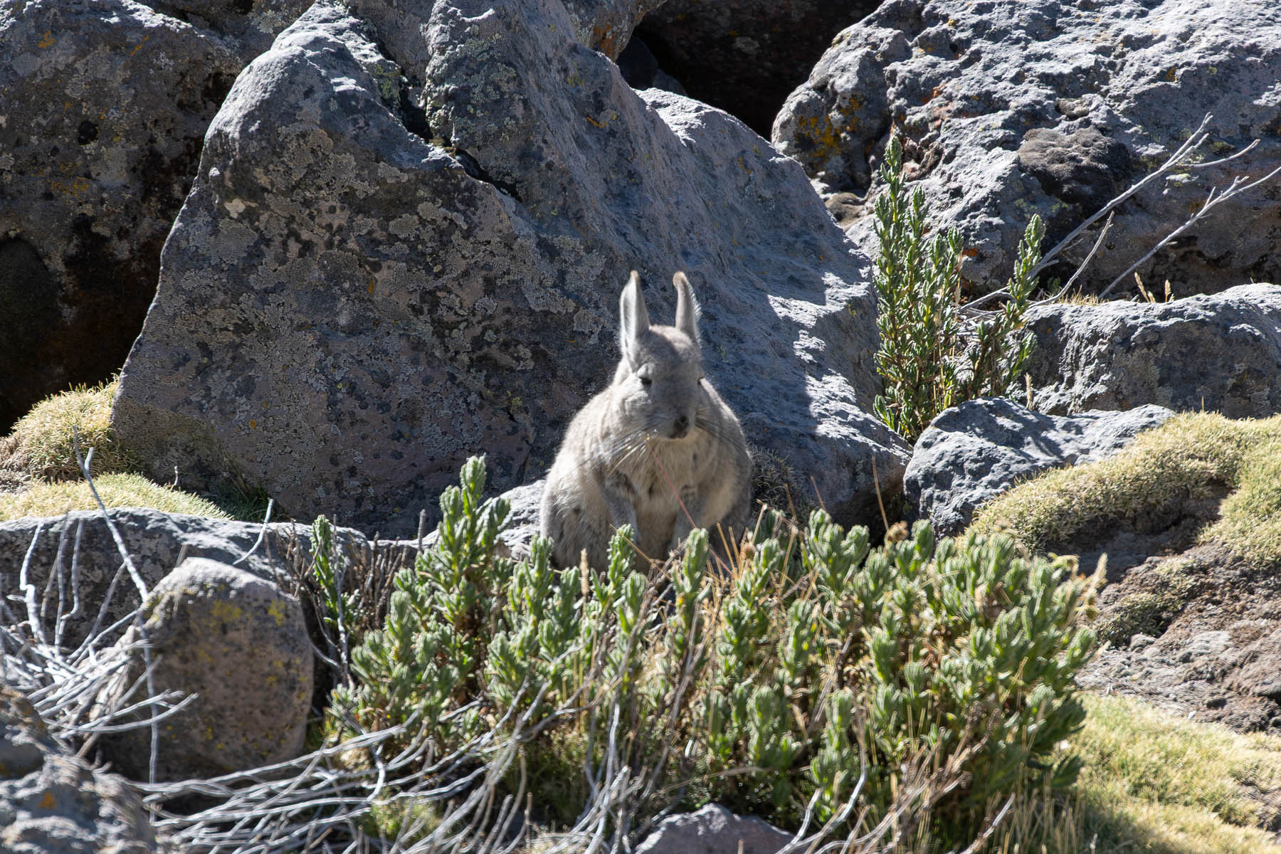 Cuvier Hasenmaus in Peru