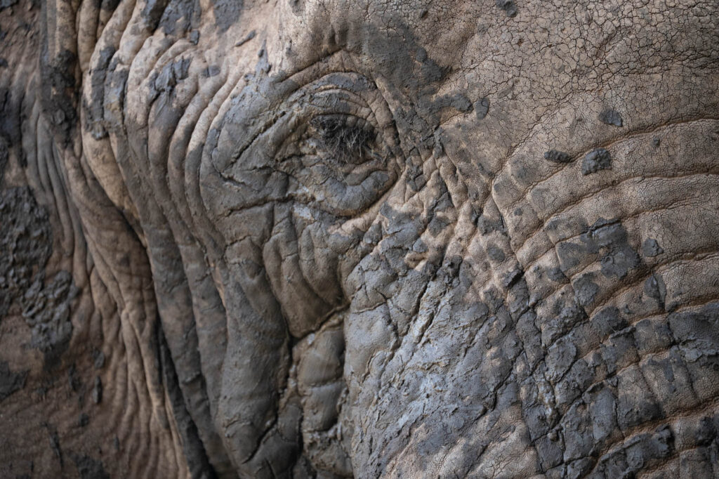 Makro Auge Elefant Taita Hills Kenia