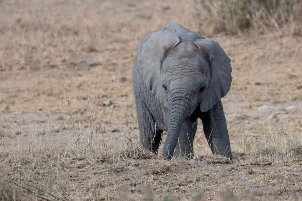 Portrait Elefanten Baby Amboseli Nationalpark Kenia