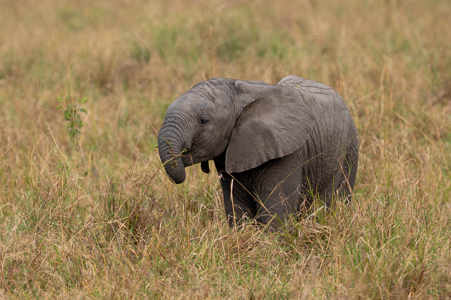Kleiner Elefant Masai Mara Kenia