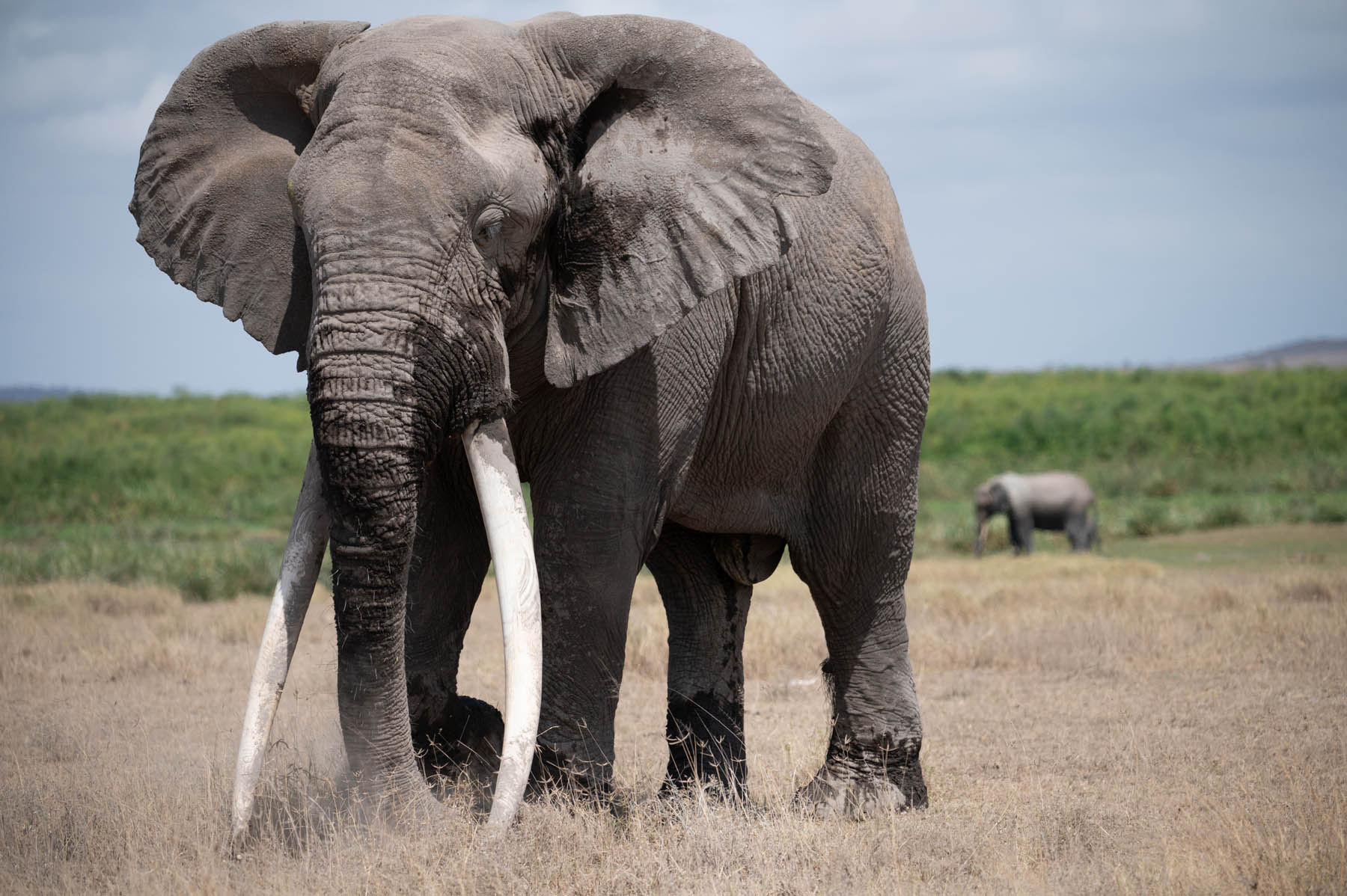 Elefant Bulle Amboseli Nationalpark Kenia