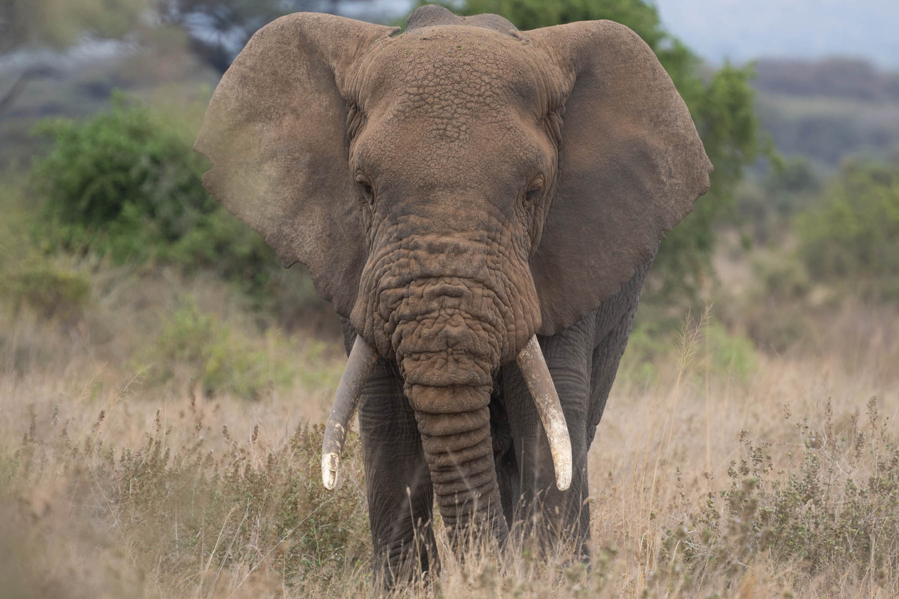 Portrait Elefanten Bulle Amboseli Nationalpark Kenia