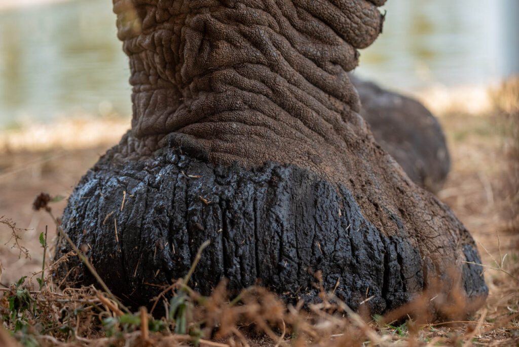 Makro Fuß Elefant Taita Hills Kenia