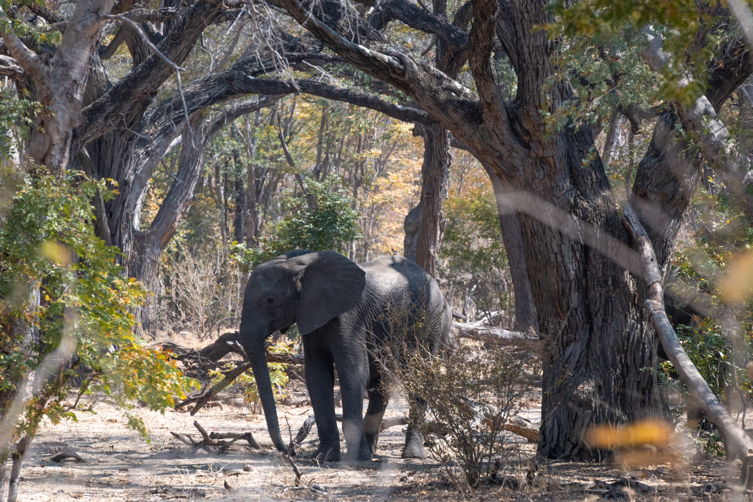Elefant in Waldlichtung des Hwange Nationalparks Simbabwe