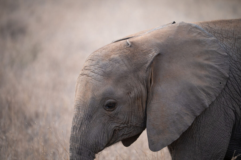 Elefant Baby Amboseli Nationalpark Kenia