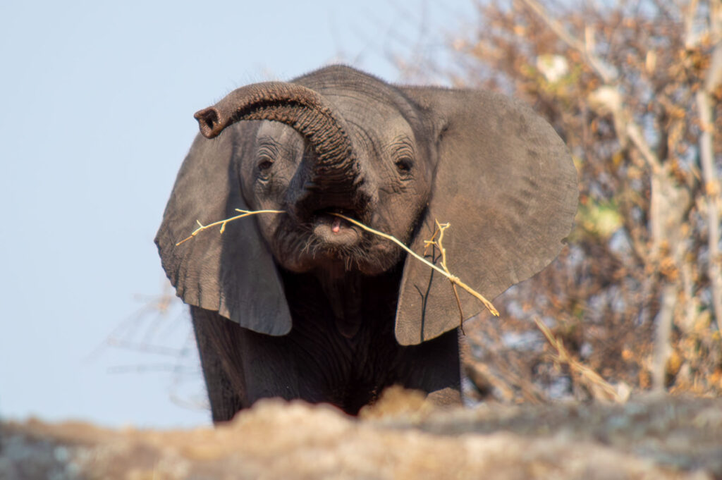 Kleiner Elefant Chobe Nationalpark Botswana