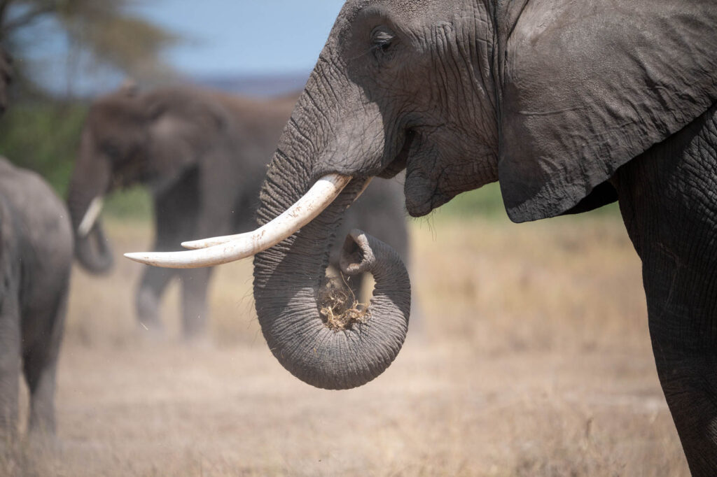 Elefanten Amboseli Nationalpark Kenia