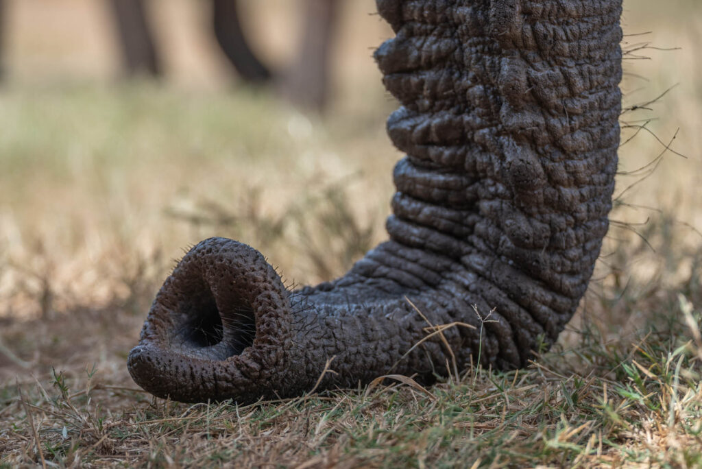 Makro Rüssel Elefant Taita Hills Kenia