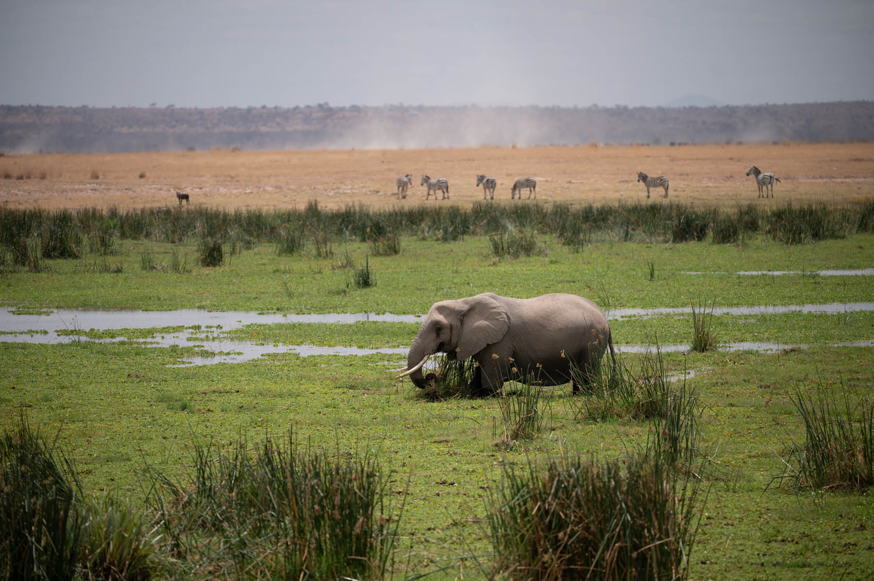 Elefant Sumpf Amboseli Nationalpark Kenia