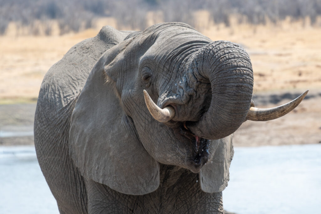Elefant trinkt am Wasserloch im Hwange Nationalpark Simbabwe