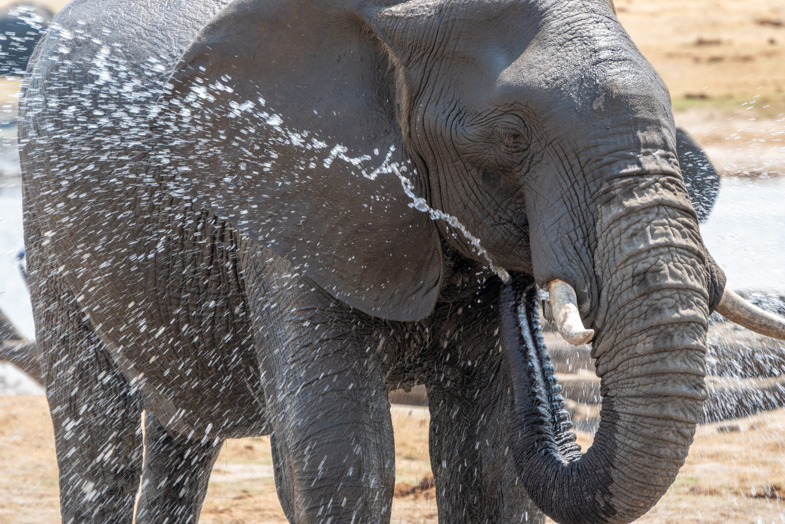 Wasser spritzt beim Trinken eines Elefanten im Hwange Nationalpark Simbabwe