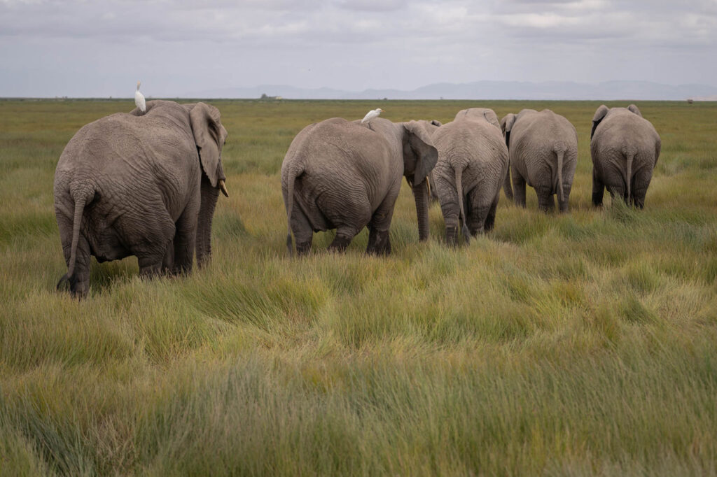 5 Elefanten im Amboseli Nationalpark Kenia