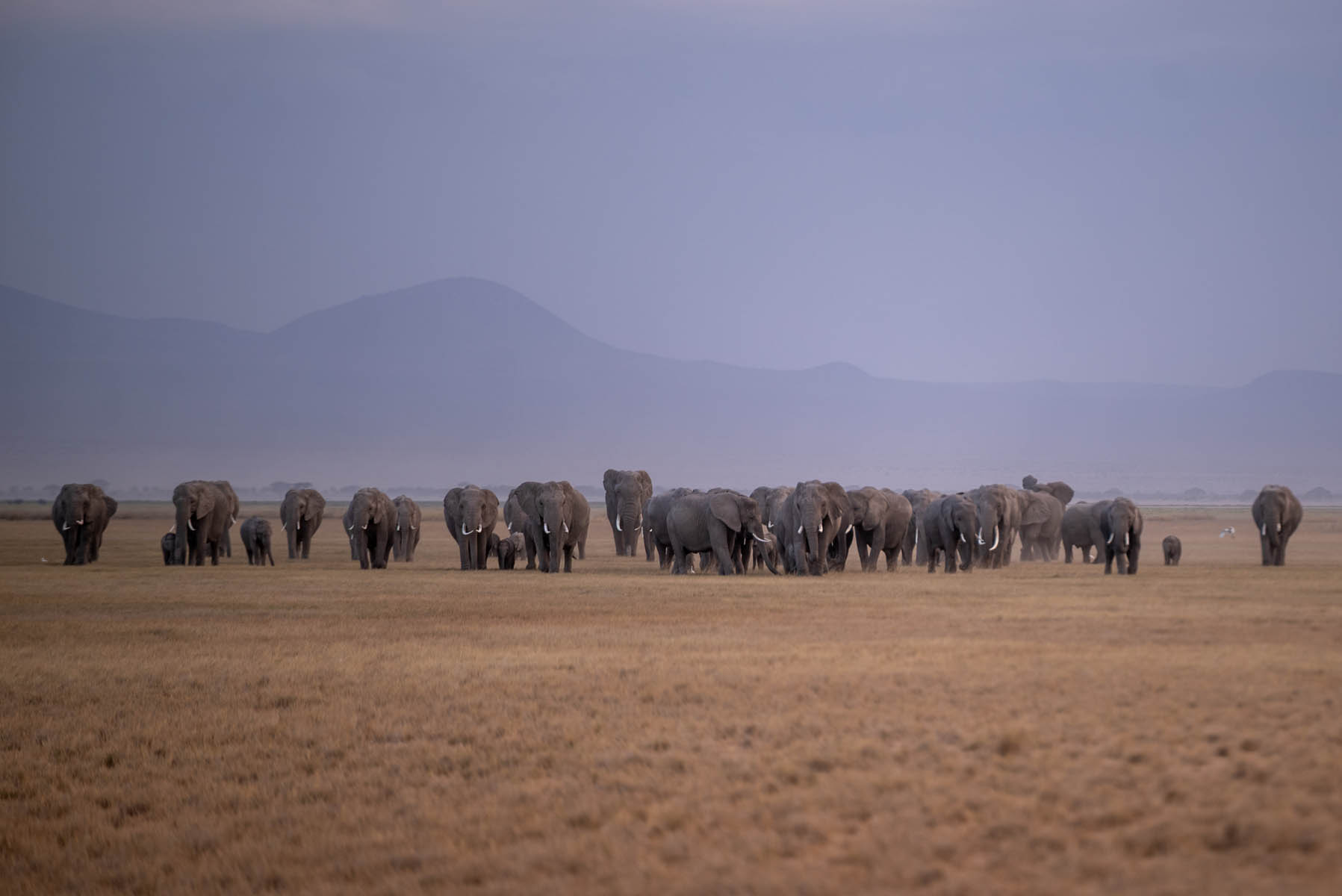 Große Elefantenherde im Amboseli Nationalpark Kenia