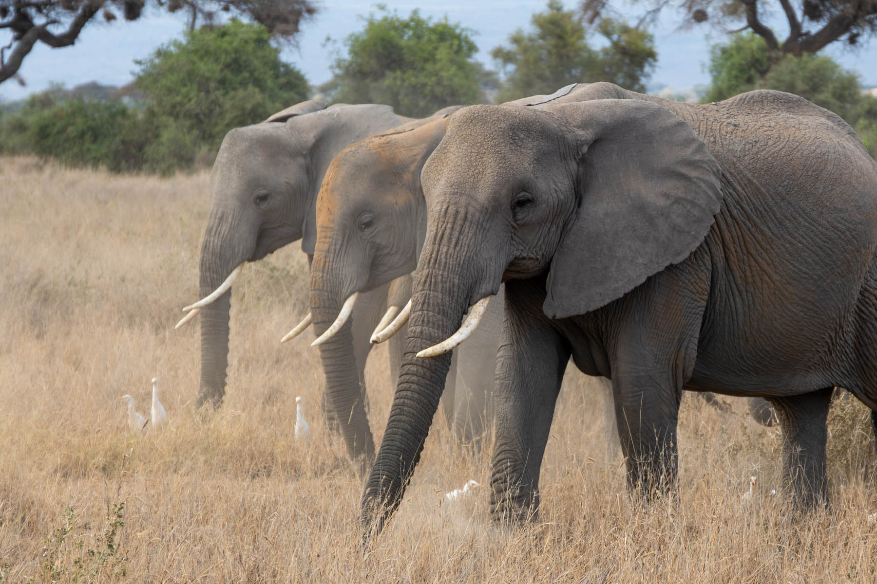 Drei Elefantenherde im Amboseli Nationalpark Kenia