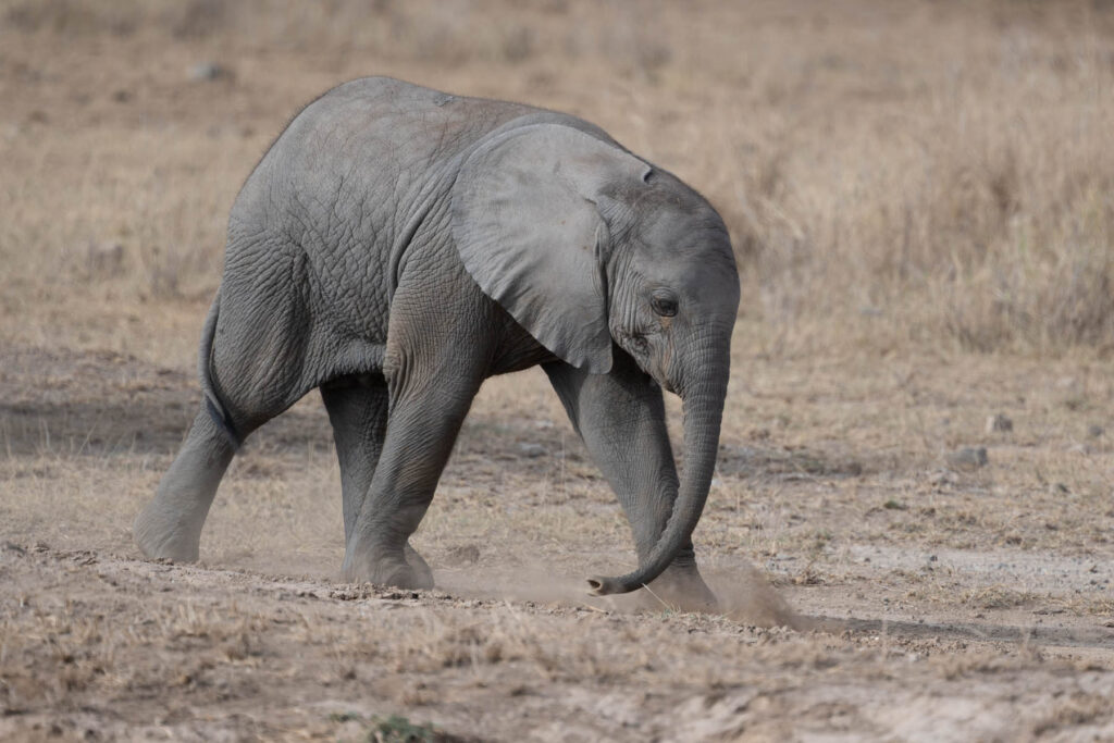 Baby Elefant Amboseli Nationalpark Kenia