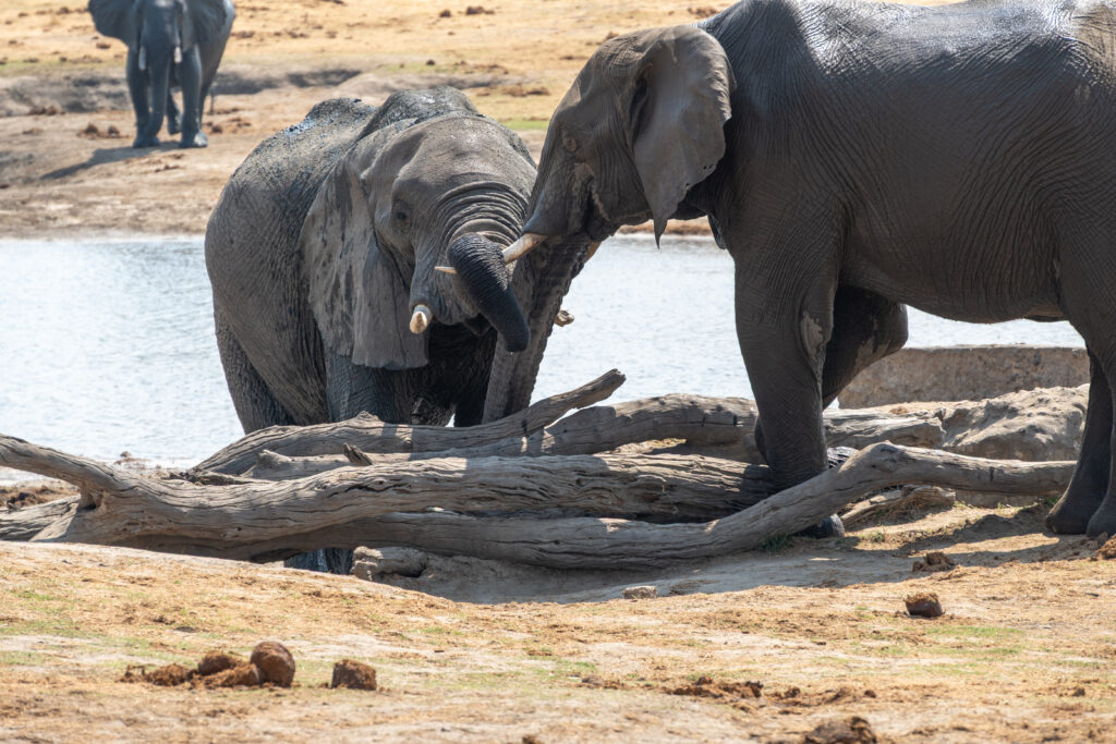 Elefanten Hwange Nationalpark Simbabwe