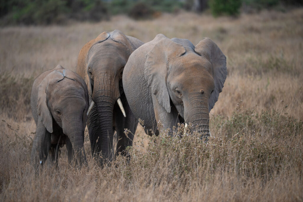 Junge Elefanten Amboseli Nationalpark Kenia