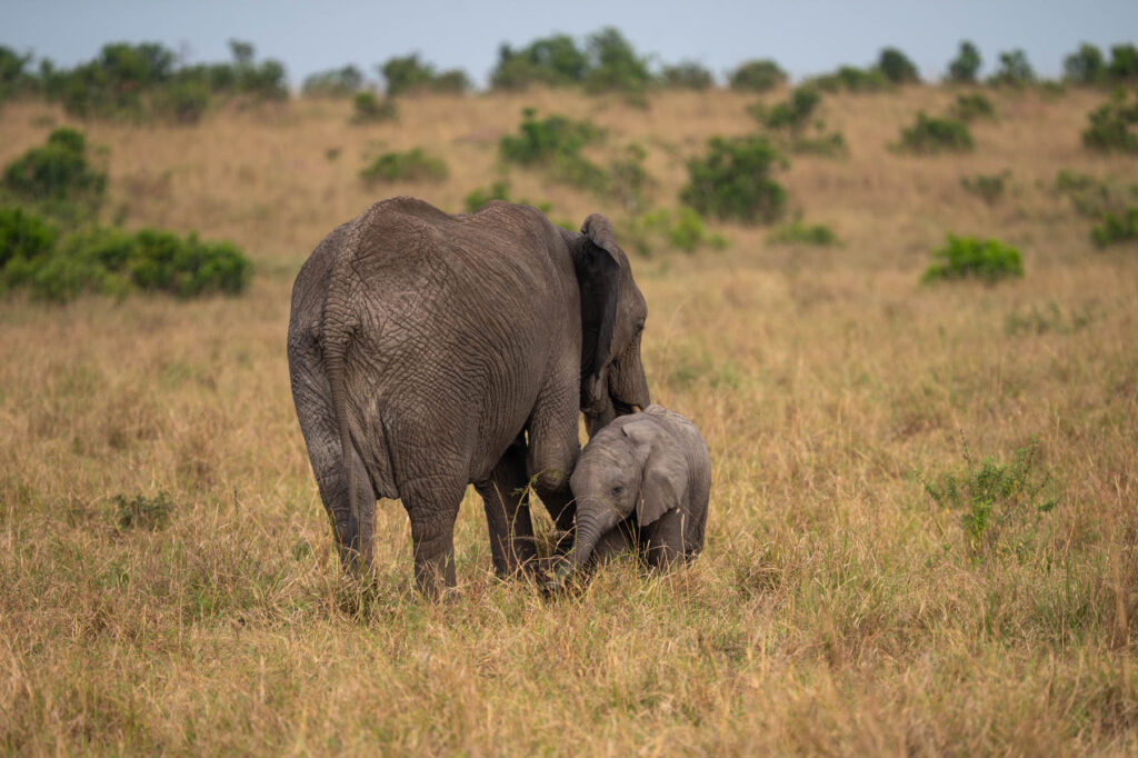 Elefanten Kuh mit Baby Masai Mara Kenia