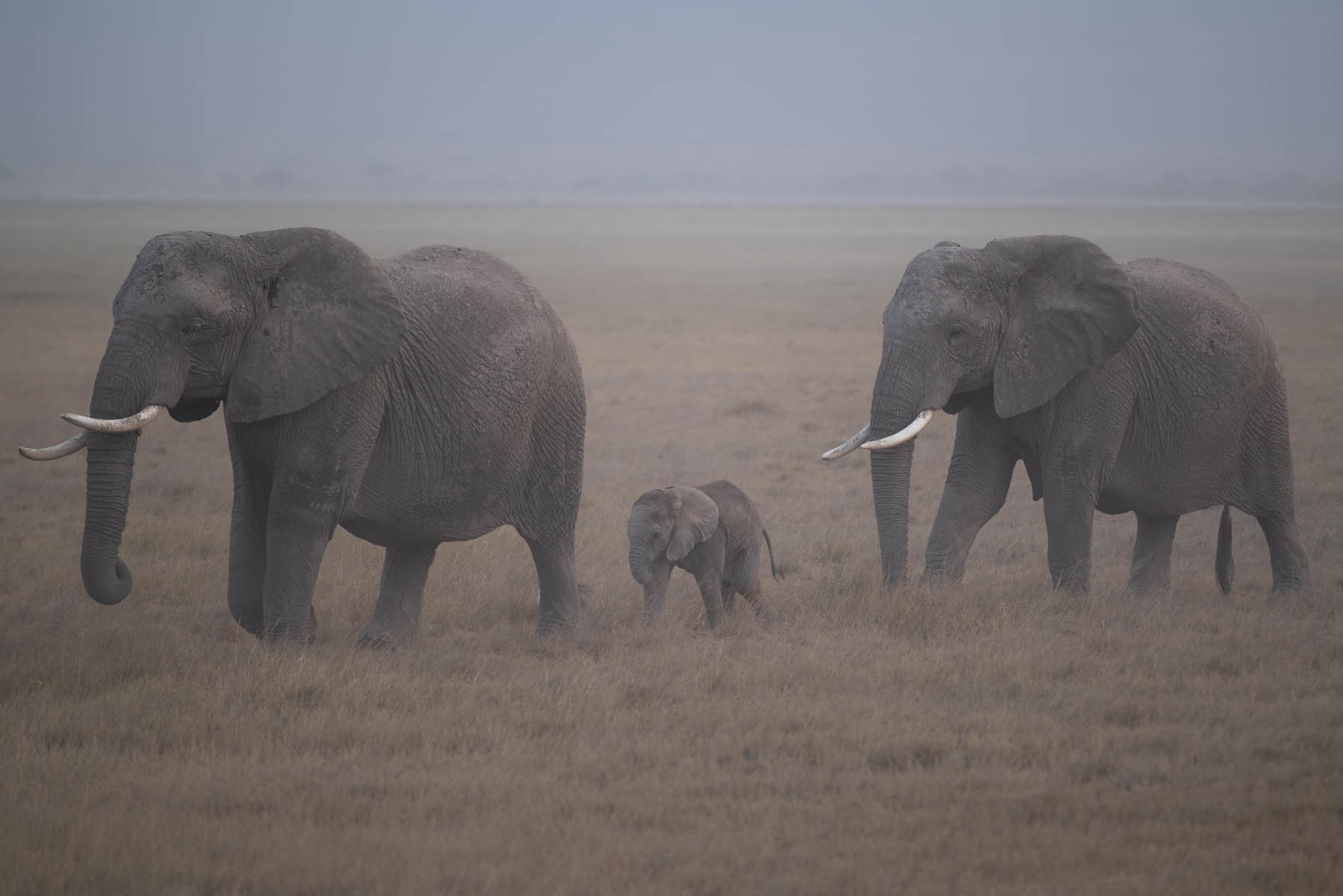 Elefanten im Staub Amboseli Kenia