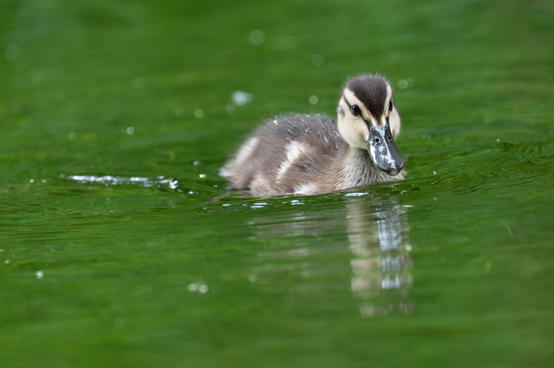 Ente im Allgäu