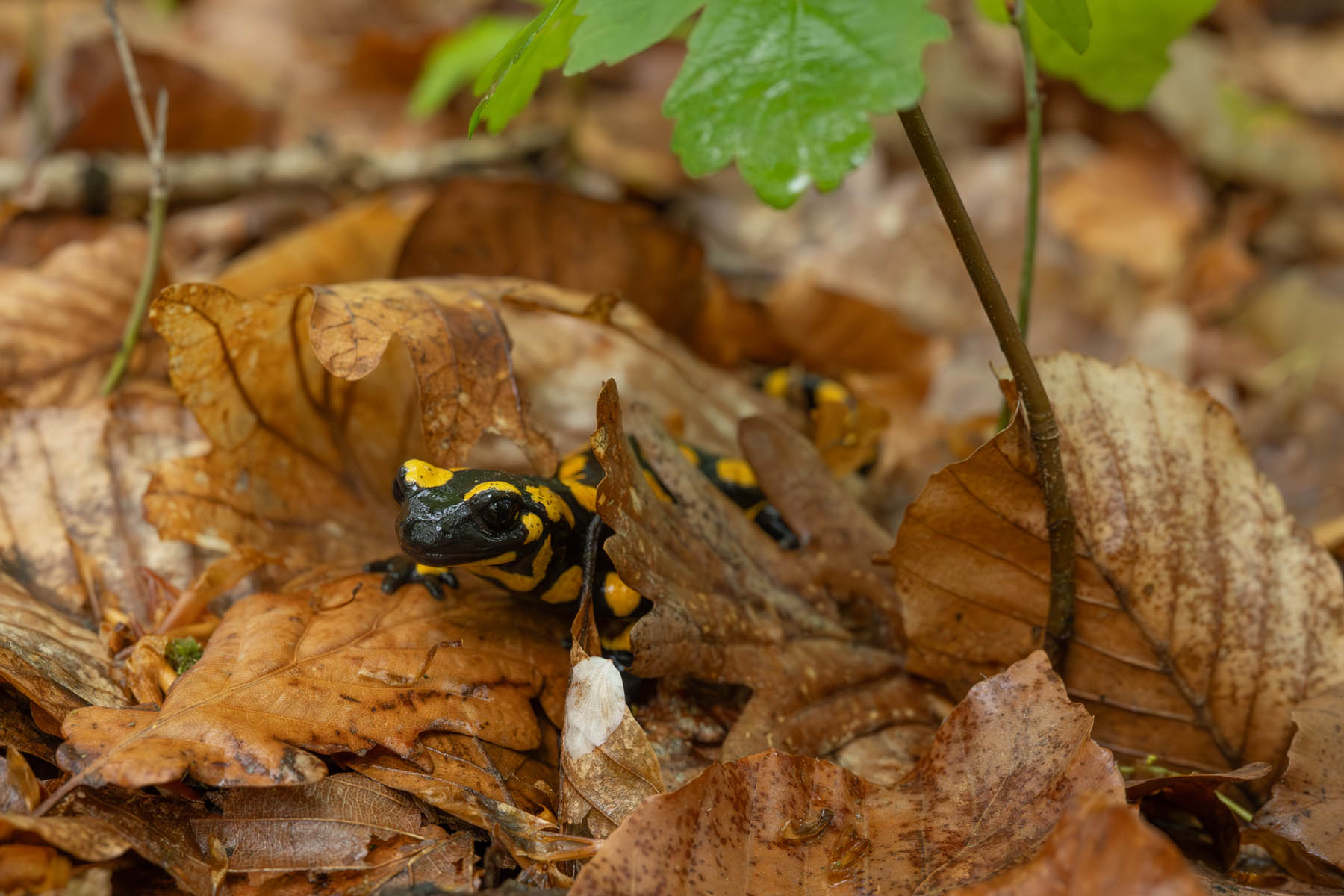 Feuersalamander nahe Weinheim Odenwald